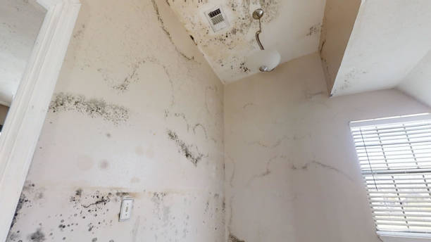Best Comprehensive Air Testing for Mold Contaminants  in Spring Lake Heights, NJ